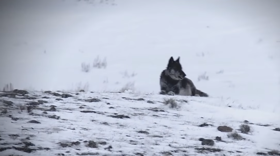 The reintroduction of the gray wolf to Yellowstone National Park revitalized the ecosystem!
