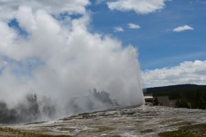 Rats, Cats and Hogs – Oh My!