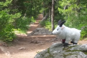 “Dos and Don’ts” of Visiting National Parks During COVID