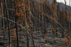 Are Our National Parks at Risk?